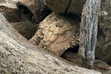 Leña de encina tronco mediano - Mugar